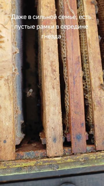 Даже в сильной семье, есть пустые рамки в середине гнезда