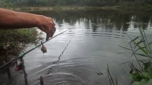 Живи пока живется