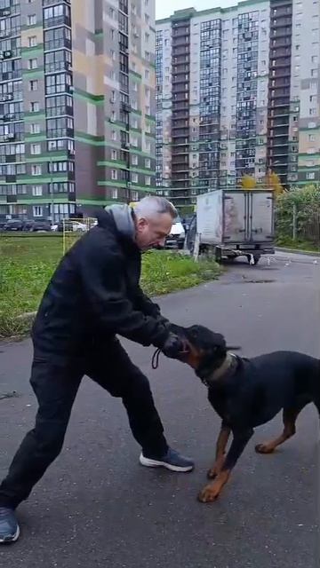 ПЕРЕКЛЮЧЕНИЕ ДОБЕРМАНА - КАК ИСКУССТВО смотреть онлайн