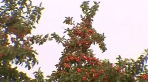 Фуфанон - Нова