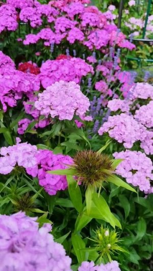 Сто роз и Два Кота и синева небес- мой маленький, но полный мир чудес 🌹💓🌹