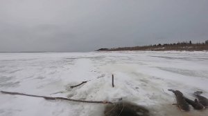 Отчёт с рыбалки на Енисее.