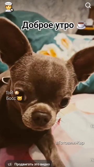 Доброе утро #доброеутро #рек #рекомендации #яппи #готовимжар #чихуахуа смотреть онлайн