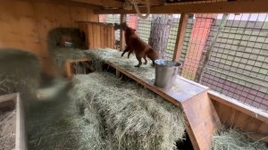 Лиса-Алиса. Веселая игра лиса Игниса