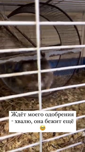 В эколого-биологическом центре тренируется даже крыса🤭 смотреть онлайн