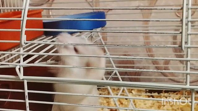 детки Марии Борисовны🐹🐹 Лиля с хомяками🐹🐹