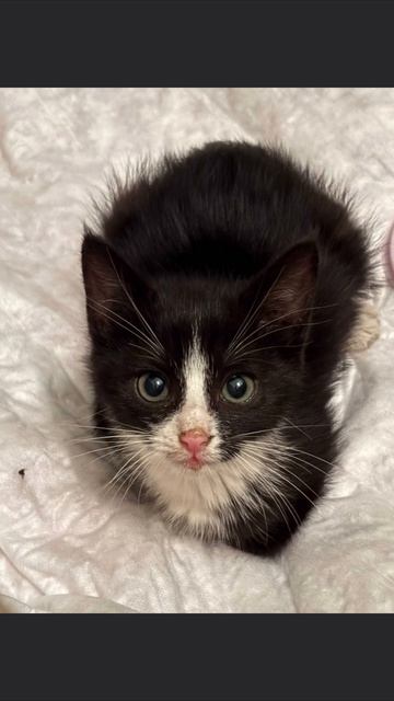 Добрый день, нашли котёнка, девочка, 2 месяца.

Очень ласковая игривая, ищет дом🥺

Место нахождение