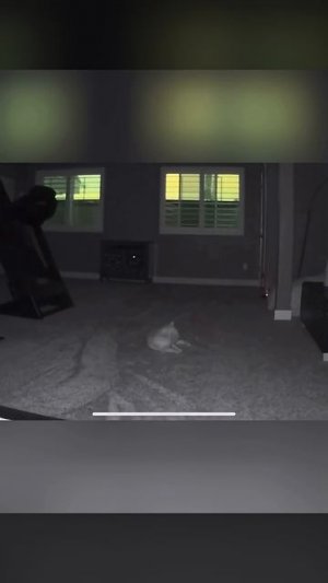 Милые животные