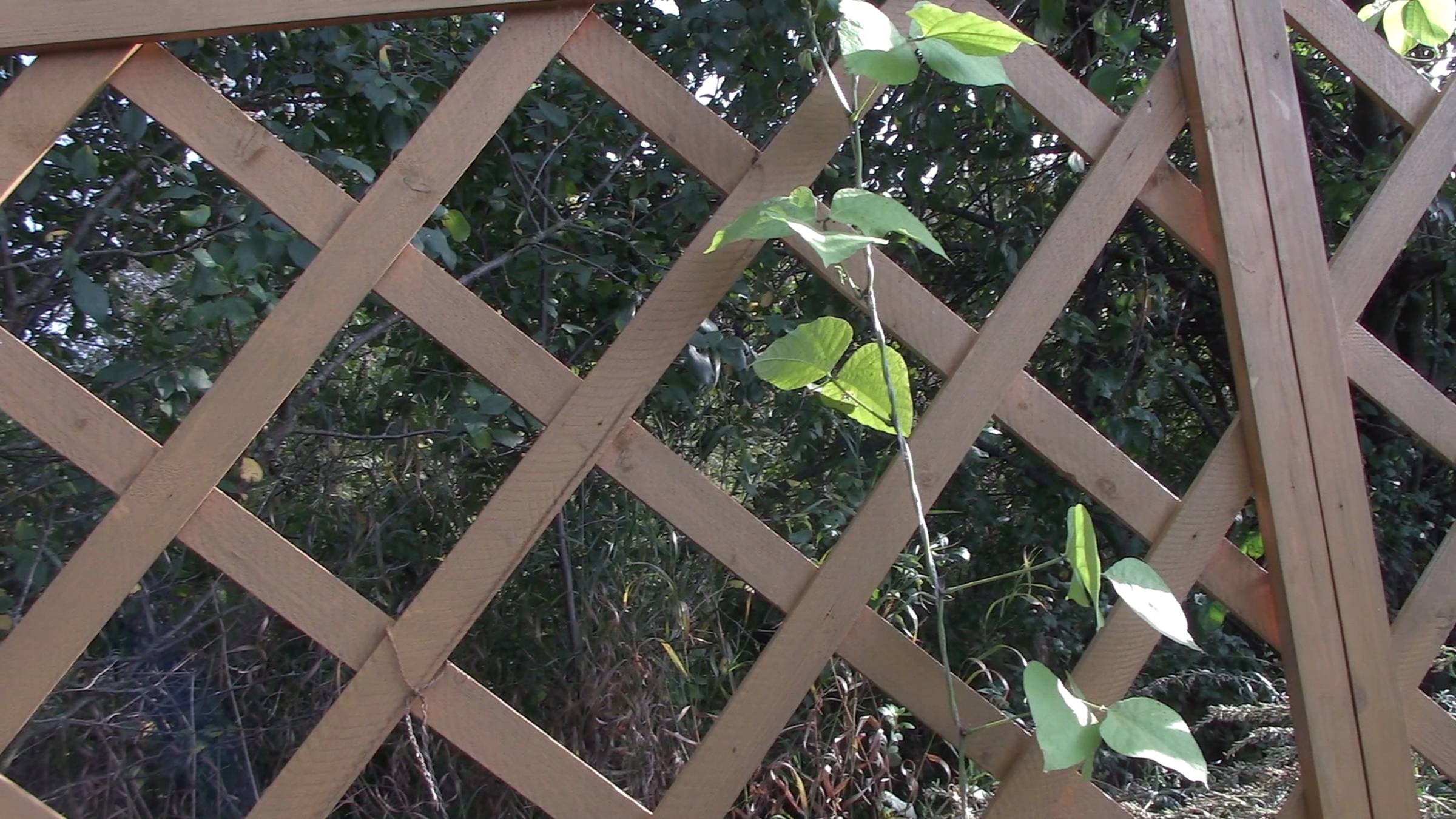 Лучшая пропитка для деревянного забора. АКВАТЕКС два года спустя. Мое мнение. смотреть онлайн