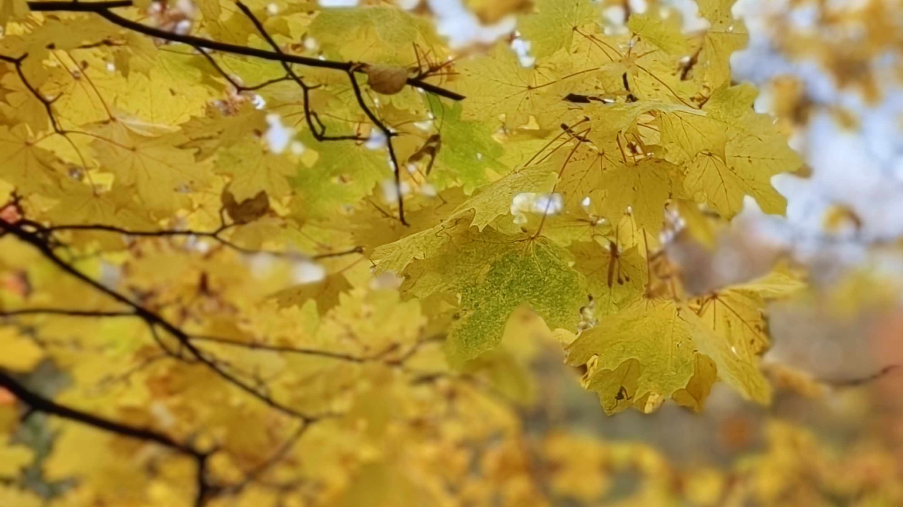 Осень в Петербурге смотреть онлайн