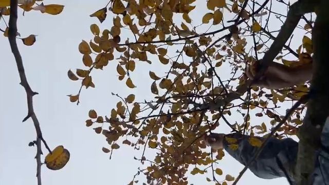Обрезка груши осенью. смотреть онлайн