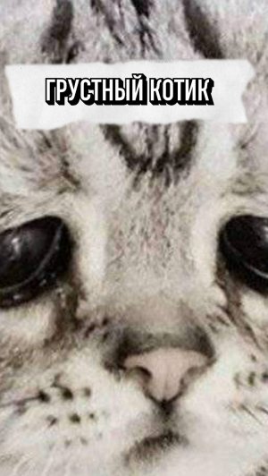 Кошка с тяжелой судьбой 😳💔