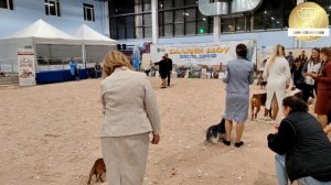 BEST IN SHOW Рейтинговая выставка собак всех пород «БАЛТИК-ШОУ-2» ринг левреток. 26.10.2025 г.