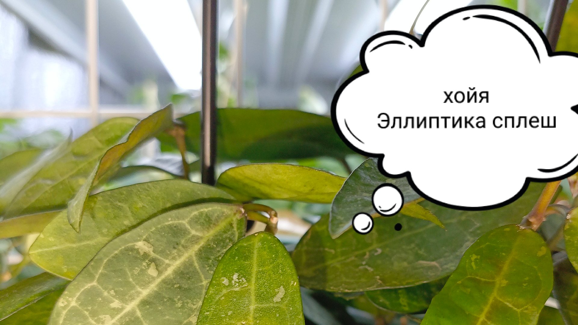 Начнём понедельник с красоты. Хойя Эллиптика сплеш на бутонах смотреть онлайн