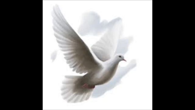 КРАСИВЫЕ ГОЛУБИ БЕЛЫХ И ДРУГИХ ЦВЕТОВ