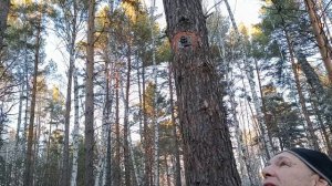 Нашла лучшее! Зубчики. Вечерняя прогулка.