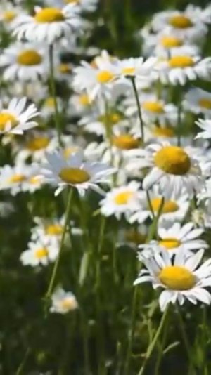 Шикарная_музыка_Это_лучшая_музыка_для_души_Очень_красиво