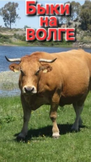 🔥БЫЧЯРЫ - конкуренты РЫБАКОВ⚡️ на Волге!!