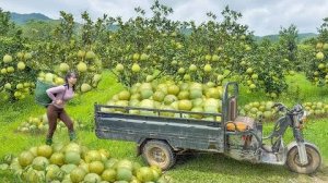 Harvest Many Green-Skinned Grapefruit, Use 3-Wheeled Truck Transport Melons Go To Sell.