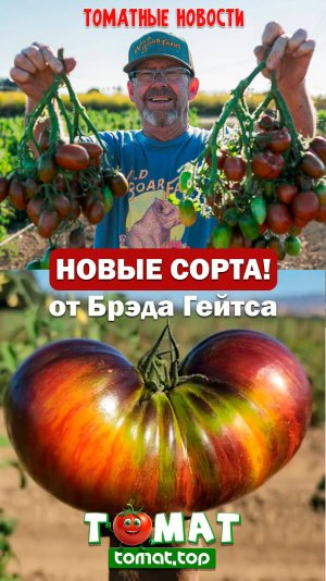 Новинки сортов томатов от Брэда Гейтса (Brad Gates). Томатные новости от сайта tomat.top!
