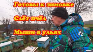 ПЧЁЛЫ ГОТОВЫ К ЗИМОВКЕ, ПРО СЛЁТ ПЧЁЛ И МЫШЕЙ НА ПАСЕКЕ.