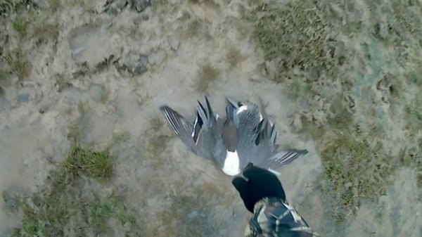 охота с подхода