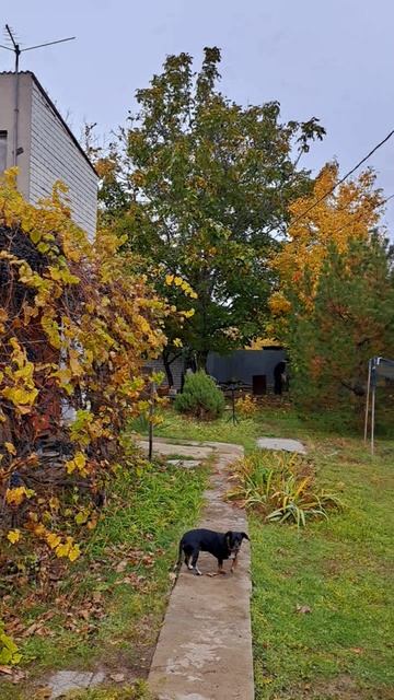 Осенняя дача!🍂🍂🍂 смотреть онлайн