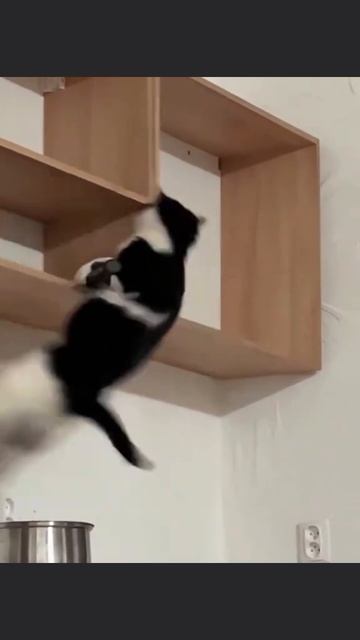 смешные коты смотреть онлайн