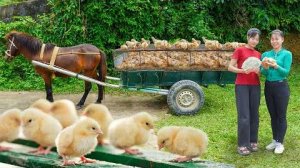 Buy Many Baby Chickens and Use Horse Cart to Take Them to the Country Market to Sell _Ly Tieu Toan.