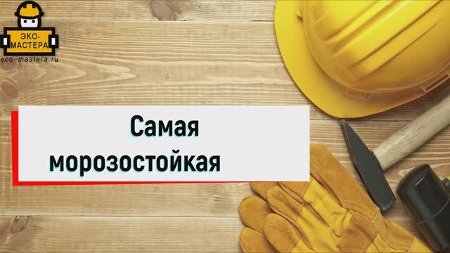 Самая морозостойкая роза