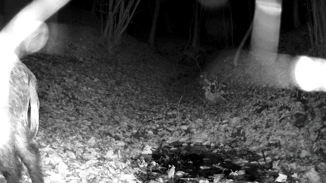 Видео фото ловушки кабаны смотреть онлайн