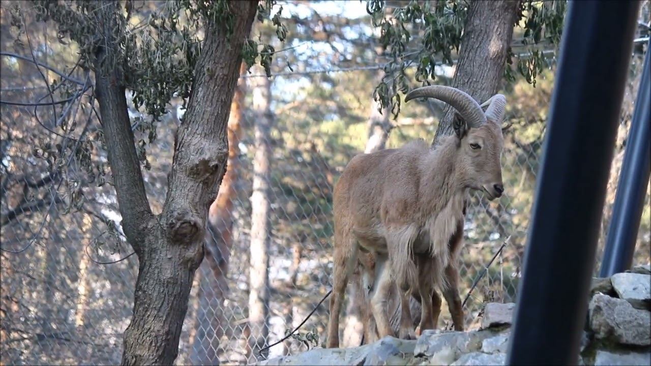 Новые жители Новосибирского зоопарка гривистые бараны освоились в новом вольере 27.10.2025 смотреть онлайн