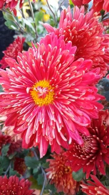 Хризантема Том Пирс. смотреть онлайн