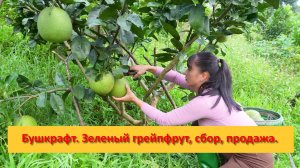 Ферма Бушкрафт в Пханге. Вьетнам.  Зеленый грейпфрут, сбор, продажа.