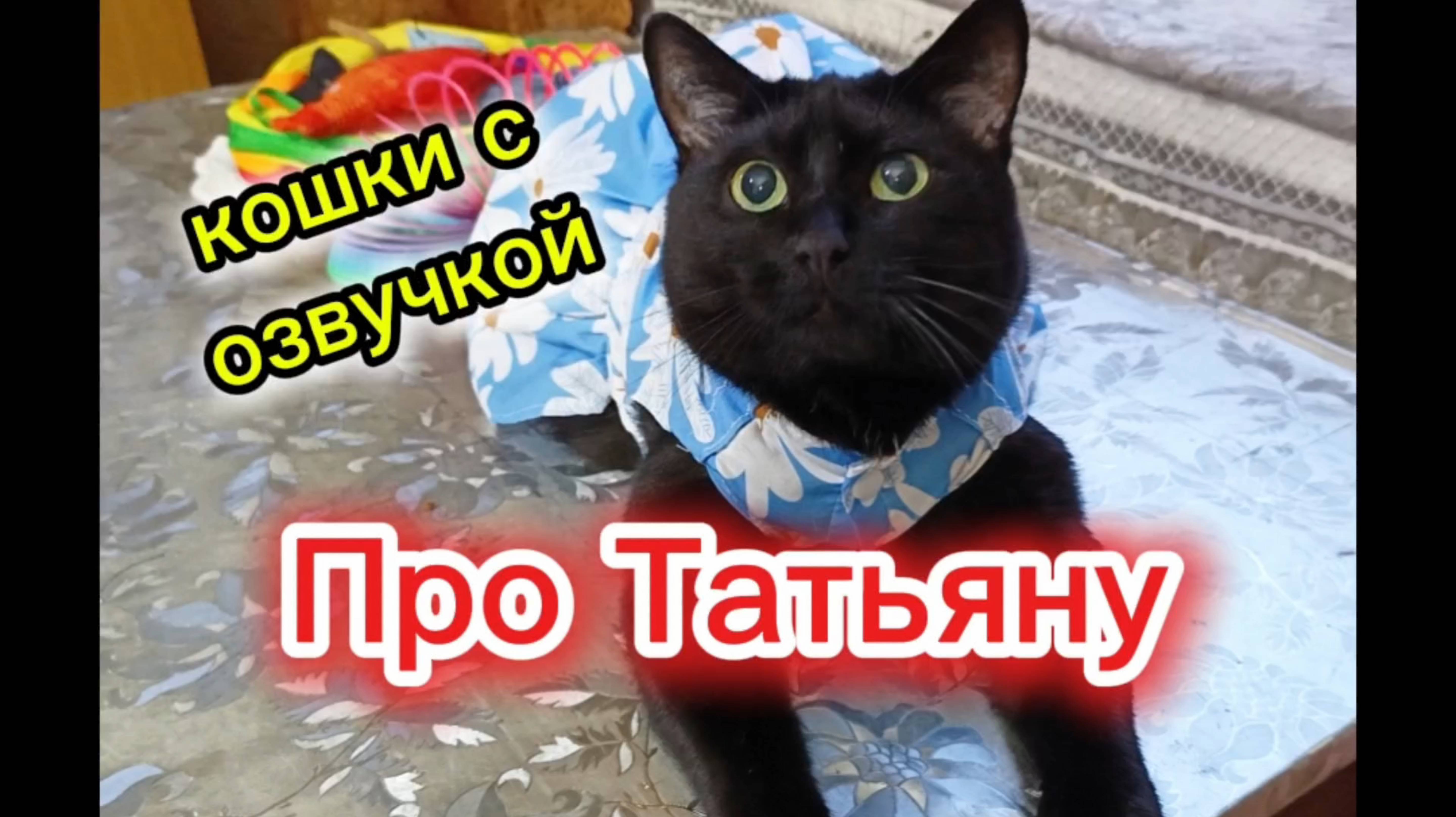 Кошки с озвучкой. смотреть онлайн