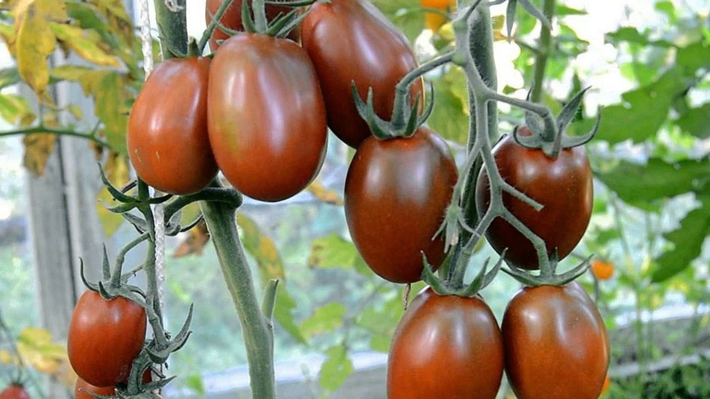 Любимые Сорта Помидоров ЧЕРНЫЙ МАВР смотреть онлайн