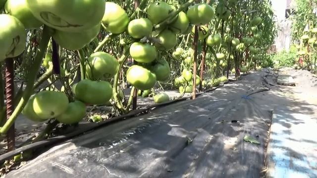 Томат Зеленый Куапо удивил меня три раза за сезон! То вдохновлял, то расстраивал... Обзор огорода смотреть онлайн