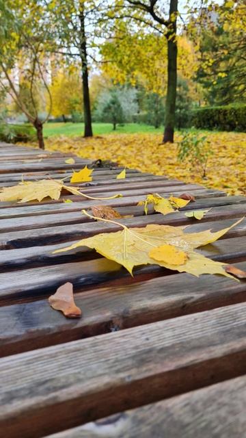 Осень в парке 14-10-2025 часть 2