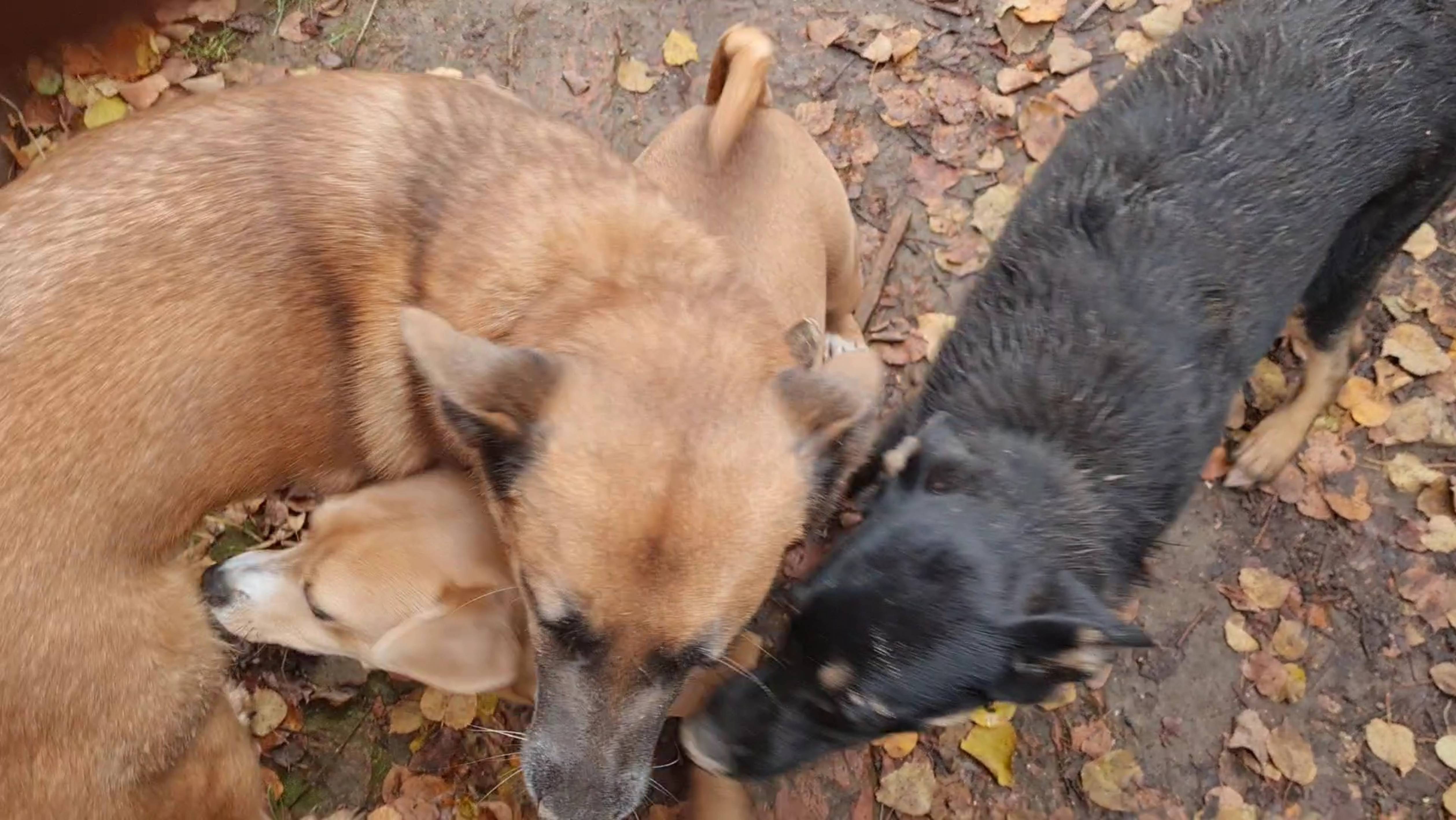 Разнокалиберные доски, чумазая проказница и завершение вазы-цветка смотреть онлайн