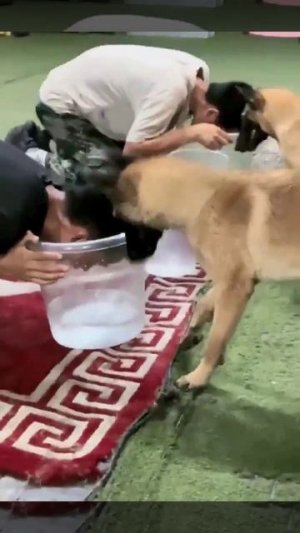 Хозяин, да ты жульничаешь😠!))