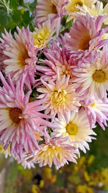 Последние цветочки!😍😍😍 смотреть онлайн