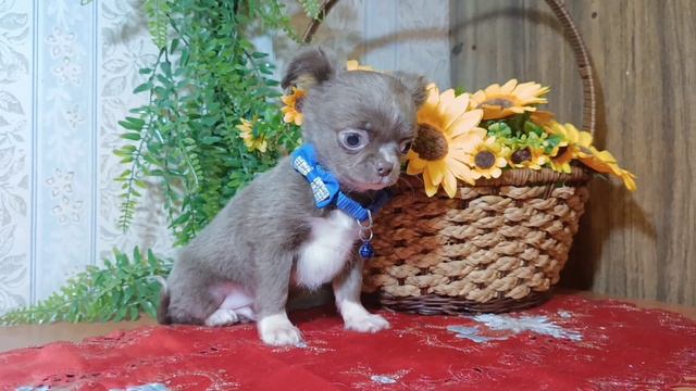 Щенок чихуахуа