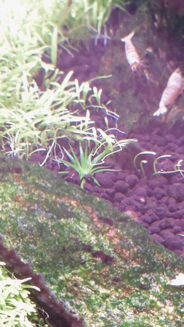 Эриокаулоны из семян смотреть онлайн