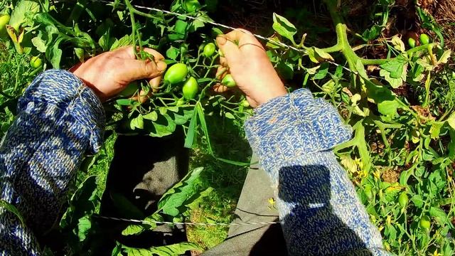 Помидоры помидоры овощи. Чио-чио-сан.Часть 1