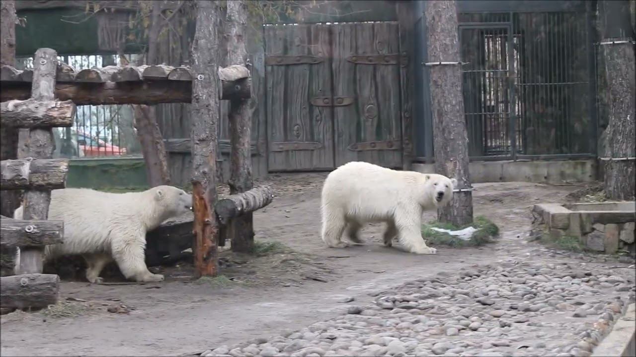 Медвежата плавают, бегают, отдыхают и продолжают плавать 27.10.2025 смотреть онлайн