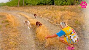 Мини-аусси - это кайф! Мы нашли свою породу собак! Гуляем с собаками навстречу двум солнцам!