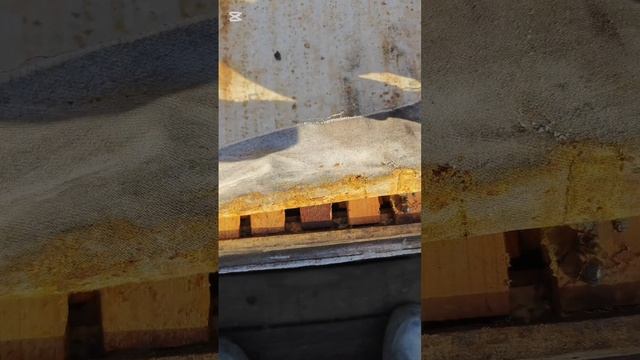 Как пчелы сформировались в клуб у передней стенки улья #мед24на7