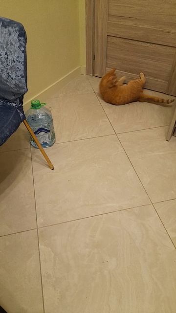 Ох, уж этот хвост!