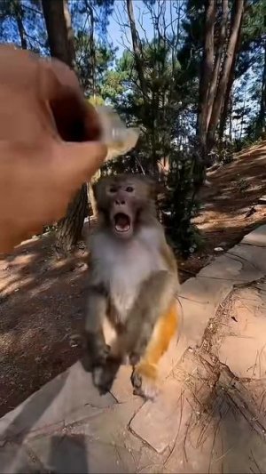 Смешные обезьяны 😂🤣