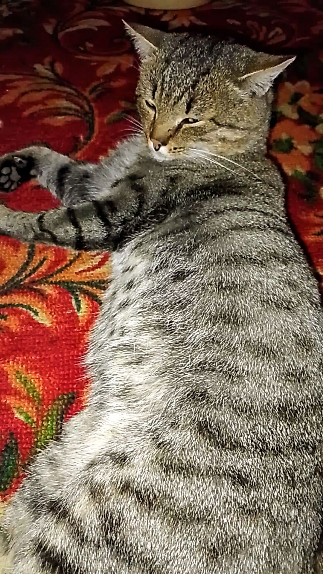 У меня, много работы! 😻😁 Юмор с животными. смотреть онлайн